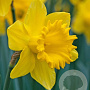 Narcissus 'Dutch Master' 12-14 cm verpakt per 10
