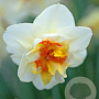 Narcissus 'Flower Drift' 12-14 cm verpakt per 10