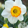 Narcissus 'Flower Record' 12-14 cm verpakt per 10