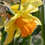 Narcissus 'Fortissimo' 12-14 cm verpakt per 10