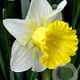 Narcissus 'Las Vegas' 12-14 cm verpakt per 10