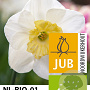 Narcissus 'Papillon Blanc' 12-14 cm verpakt per 10