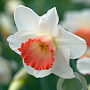 Narcissus 'Pink Charm' 12-14 cm verpakt per 10