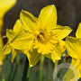 Narcissus 'Standard Value' 12-14 cm verpakt per 10