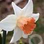 Narcissus Accent 12-14 cm verpakt per 10