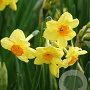 Narcissus Golden Dawn 12-14 cm verpakt per 10