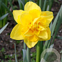 Narcissus Golden Ducat 12-14 cm verpakt per 10