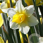 Narcissus Golden Echo 12-14 cm verpakt per 10