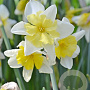 Narcissus Prom Dance 12-14 cm verpakt per 10
