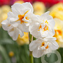 Narcissus Sir Winston Churchill 12-14 cm verpakt per 10