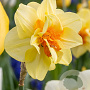 Narcissus Tahiti 12-14 cm verpakt per 10