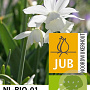 Narcissus triandrus 'Thalia' 12-14 cm verpakt per 10
