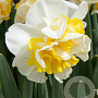 Narcissus Westward 12-14 cm verpakt per 10