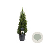 Picea gl. Perfecta 60-70 cm 5,0L
