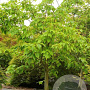 Acer conspicuum 'Silver Vein' 125-150 cm draadkluit meerstammig
