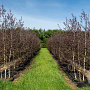 Betula Royal Frost 200-250 cm draadkluit meerstammig