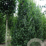 Carpinus bet. 'Lucas' 12-14 cm draadkluit geveerd