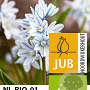Puschkinia libanotica verpakt per 100