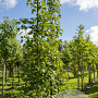 Liquidambar s. 'Paarl' 12-14 cm draadkluit geveerd