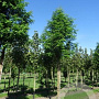 Metasequoia glyptostroboides 16-18 HO draadkluit