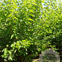 Morus alba 'Fruitless' 300-350 cm draadkluit meerstammig