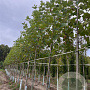 Platanus hisp. 'Pyramidalis' 16-18 HO draadkluit