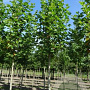 Platanus hisp. 'Pyramidalis' 20-25 HO draadkluit