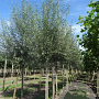 Salix alba 20-25 HO draadkluit 225 cm stam Knotvorm