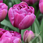 Tulipa 'Blue Diamond' 11-12 cm verpakt per 100