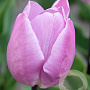 Tulipa 'Candy Prince' 11-12 cm verpakt per 100