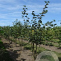 Tilia cordata 350-400 cm draadkluit meerstammig