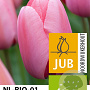 Tulipa 'Pink Impression' 11-12 cm verpakt per 100