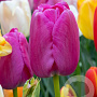 Tulipa Purple Pride 11-12 cm verpakt per 100