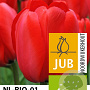 Tulipa 'Red Impression' 11-12 cm verpakt per 100