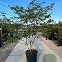 Cornus alternifolia 200-250 cm cont. 110L meerstammig