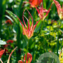 Tulipa acuminata GM verpakt per 100
