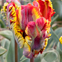 Tulipa Rasta Parrot 12 cm verpakt per 100