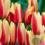 Tulipa chrysantha Tubergen's Gem verpakt per 100