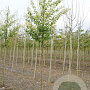 Prunus maackii 'Amber Beauty' 12-14 HO draadkluit
