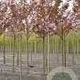 Prunus ser. 'Kanzan' 12-14 HO draadkluit onder vered.