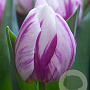 Tulipa Flaming Prince 11-12 cm verpakt per 100
