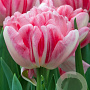 Tulipa Foxtrot 11-12 cm verpakt per 100