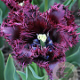 Tulipa Labrador 12 cm verpakt per 100