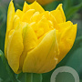 Tulipa Marie Jo 11-12 cm verpakt per 100