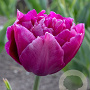 Tulipa Showcase 11-12 cm verpakt per 100
