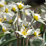 Tulipa turkestanica verpakt per 100