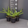 Lonicera pileata GM P13