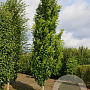 Acer rubrum 'Green Pillar' 18-20 cm cont. 70L solitair