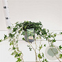 Hedera hel. 'Miniature Needlepoint' 30-40 cm 2,5L