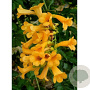 Campsis tagliabuana 'Gold Trumpet Creeper' 80 cm stam 15L